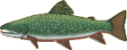 poisson11.GIF (5229 octets)