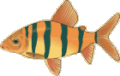 poisson13.GIF (5063 octets)